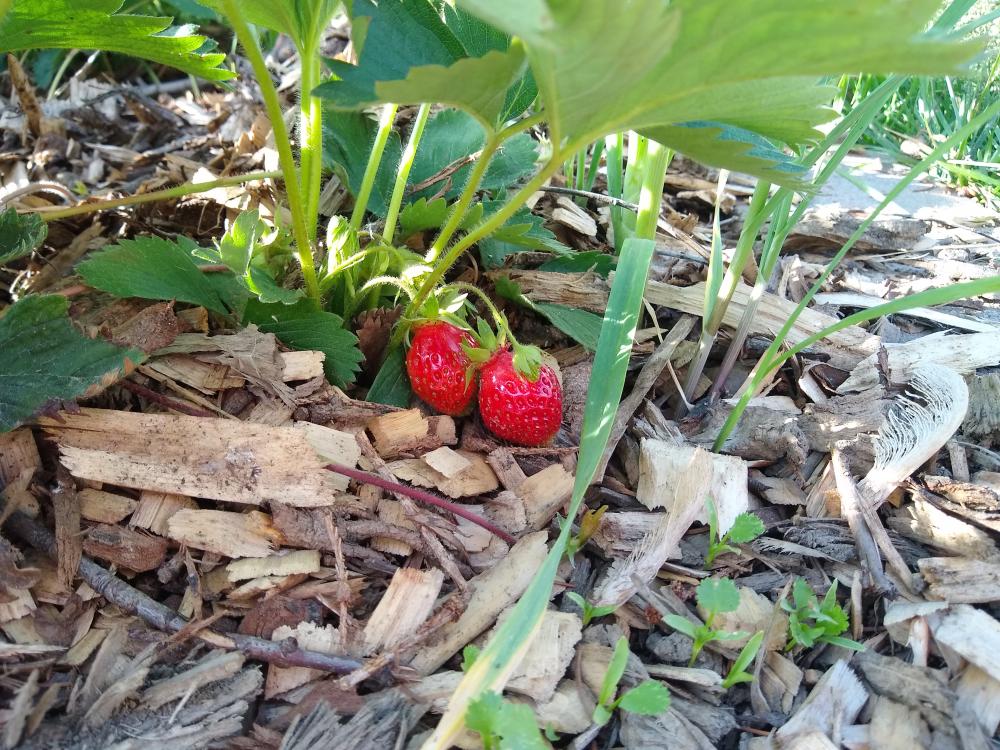 photo of strawberry plant with ripe berries